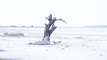Baum in den Salzpfannen von Gambia in sanften Blautönen