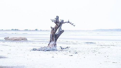 Arbre dans les marais salants de Gambie, dans des tons bleus doux