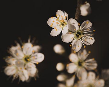 Blackthorn blossom 2 by Tom Mourik