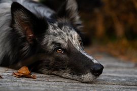 Daydreaming - Snorre by Catch Chris