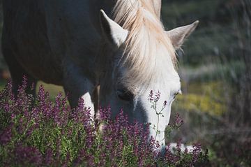 Wit paard graast tussen paarse bloemen