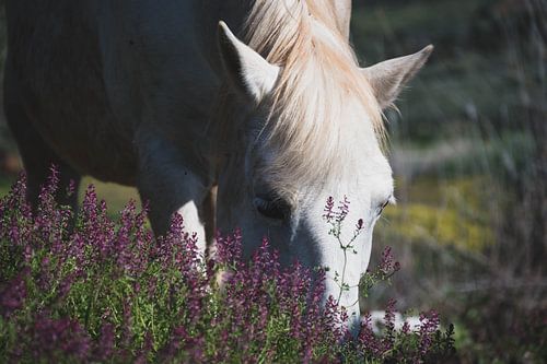 Weißes Pferd grast inmitten violetter Blumen