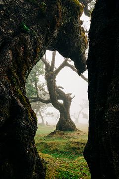 Fanal Forest van Peter Deschepper