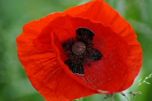 Klaproos in macrostand van camera