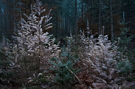 Winter pine by Vos Photography