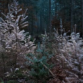 Winter pine by Vos Photography