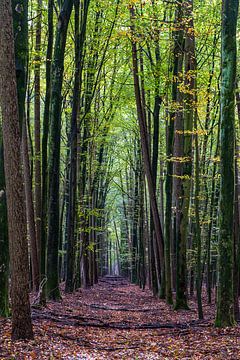 Wald bei Schoonlo in Drenthe von Evert Jan Luchies