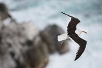 Möwe fliegt überm Meer in Mosselbay