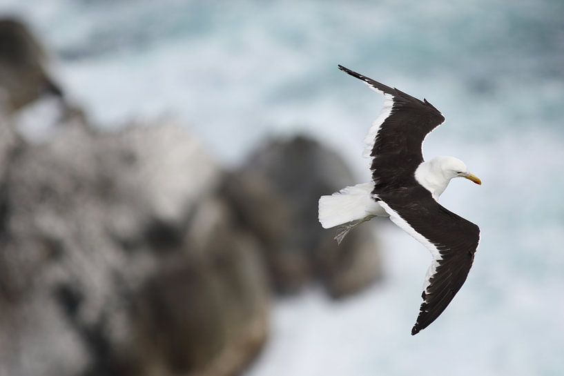 sea gull at Mossel Bay South Africa by Olaf Franke