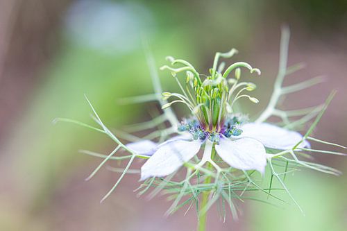 Puffer in the green.