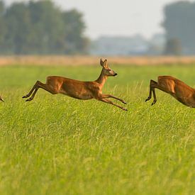 Quadruple "Female Roe Deer" by Harry Eggens