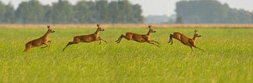 Quadruple "Female Roe Deer" by Harry Eggens