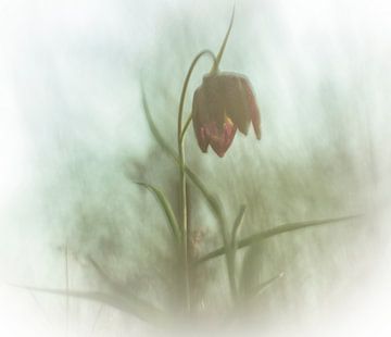 bloeiende kievitsbloem van Guido Rooseleer