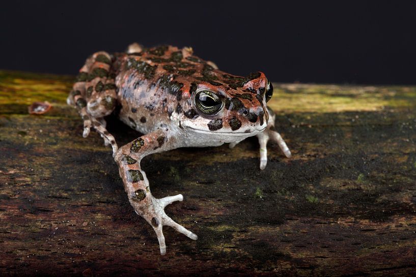 African Green Toad (Bufotes boulengeri) by Ronald Pol
