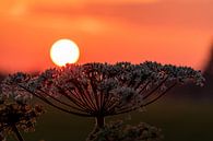 Sonne ruht auf Pflanze (untergehende Sonne) von Devlin Jacobs Miniaturansicht