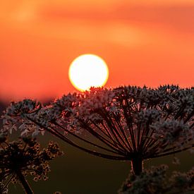 Sun rests on plant (setting sun) by Devlin Jacobs