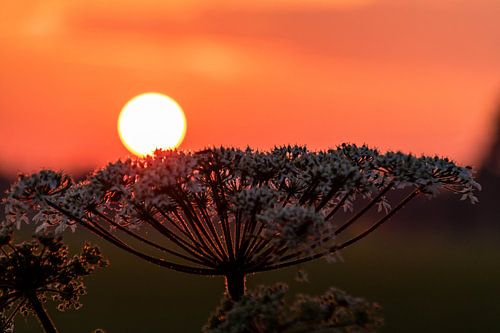 Sonne ruht auf Pflanze (untergehende Sonne)
