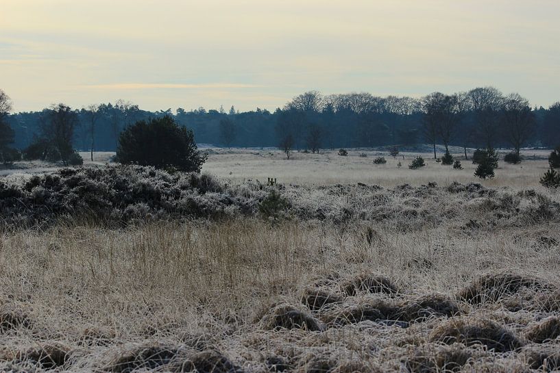 cold day on the veluwe! by Aart van Maren