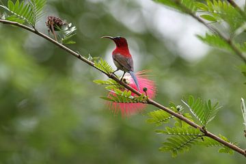 #NEPAL555 Crimson Sunbird sur Coen nengerman