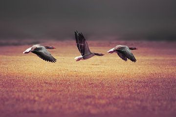 Geese flight synchronous by Kim van Beveren