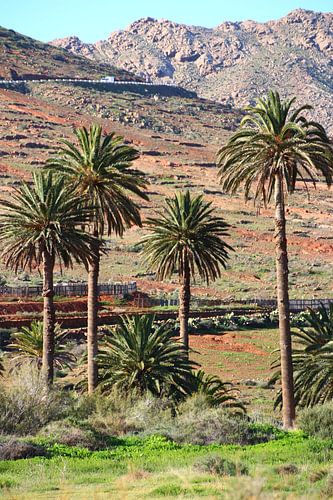palmbomen, fuerteventura, vakantie