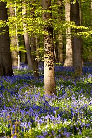 Light, shadow and colors by Olha Rohulya