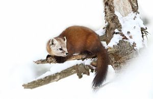 Pine Marten - Algonquin Park, Jim Cumming by 1x