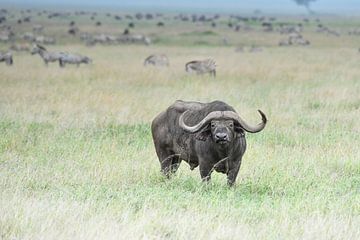 Cape Buffalo van Robert Styppa