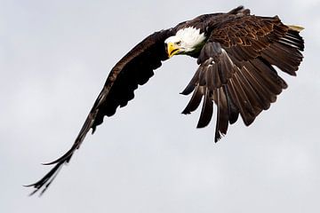 Weißkopfseeadler von Willem Vernes