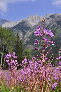 Fireweed in Canada van Jurgen Hermse