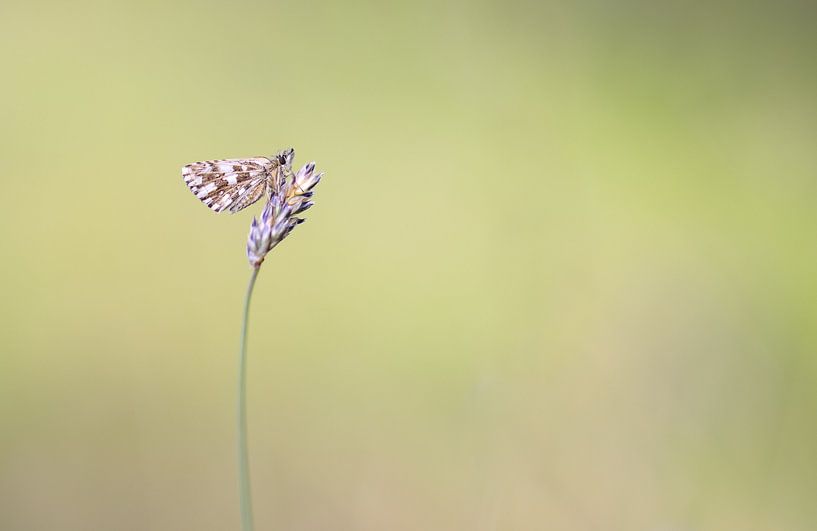 Kaulquappe von Milou Hinssen