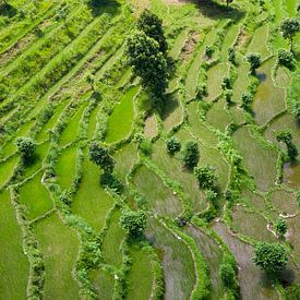 Rice fields from above II by Merijn Geurts