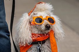 Colorful Funny Dog by Roland Brack