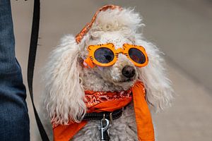 Bunter Lustiger Hund