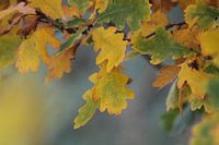 Herbst