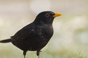 Male blackbird by Astrid Brouwers