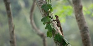 Ein schwarznasiges Streifenhörnchen im Wald von Jember, Ost-Java