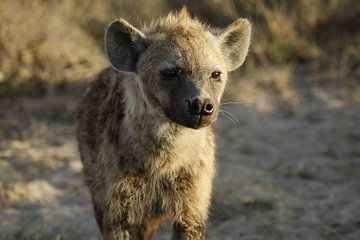 hyena van Laurence Van Hoeck
