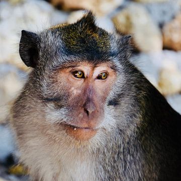 Close-up van een aap in Bali sur Chantal Schutte