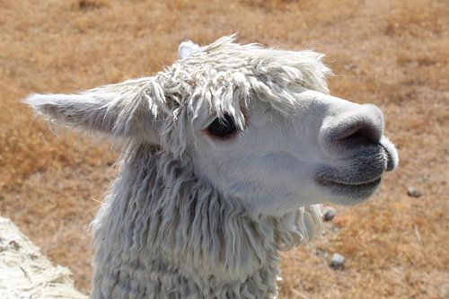Alpaca in New Zealand