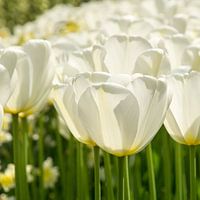 White Tulips