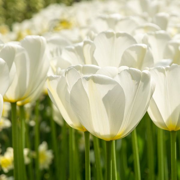 Witte Tulpen van Nederland op Foto