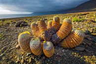 Landschaft mit Copiapoa-Kakteen in der Atacama-Wüste von Chris Stenger Miniaturansicht