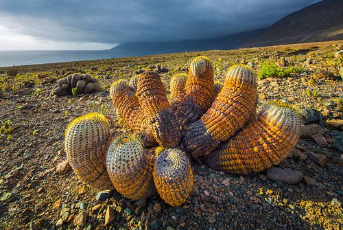 Landschap met Copiapoa cactussen in de Atacama woestijn