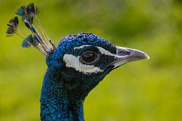 Peacock by Silvia Waajen