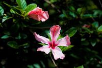 Roze Hibiscus in het wild in de jungle in de amazone van peru