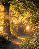 Land of Alfheim