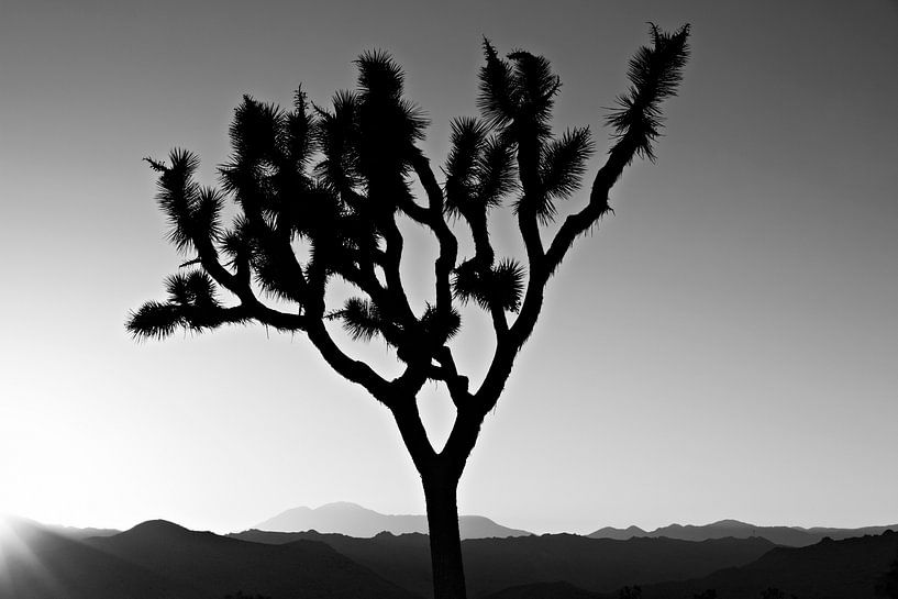 Zonsondergang over Joshua Tree National Park, Californië, de VS van Tjeerd Kruse