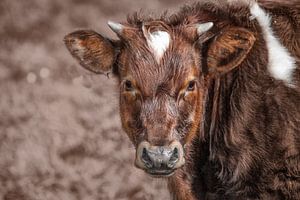 Friesian red-skinned cow from IJlst by Wout Kok