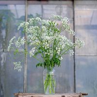 Still Life - Sparkling Whistleweed